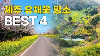 [Eng sub] 제주 유채꽃 명소 & 인근 숙소 BEST 4 / 4 Recommended Rape flower spots in Jeju Island