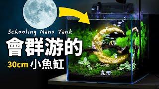 水族三大名草是誰？誰說魚缸造景就是山水而已？新手的30cm立方設缸教學！Aquascape Tutorial : 30cm MOON CUBE TANK Adding Schooling Fish.