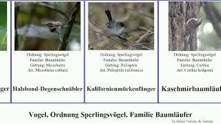 Vogel, Ordnung Sperlingsvögel, Familie Baumläufer bird treecreeper Passeriformes Society Life