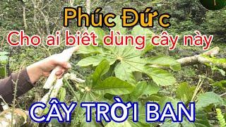 Mừng Như Bắt Được Vàng Khi Gặp Cây Này, Trị Đống Bệnh Rất Tuyệt Vời | CTVC