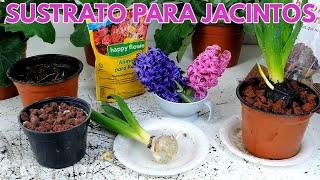 Jacintos sustrato CHUYITO JARDINERO