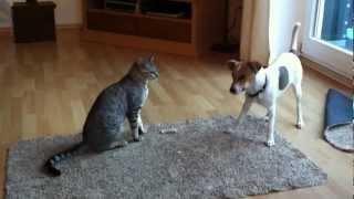 Bengalen Kater und Dansky Hündin streiten um Knochen