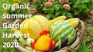 Organic Summer Garden Harvest 2020 // Australia // Y2 W 6