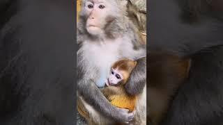 Mother monkey breastfeeding Cute little monkey baby||#shorts #monkey #animal #trending #shortsfeed