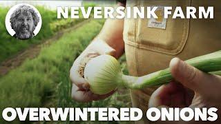 Overwintered Onions at Neversink Farm