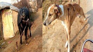 dog and buffalo|| animal life || village info