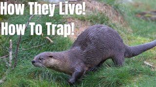 River Otter Facts! How They Live! How To Trap!