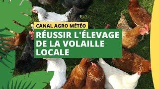 Canal Agro Météo : Réussir l'élevage de la volaille locale