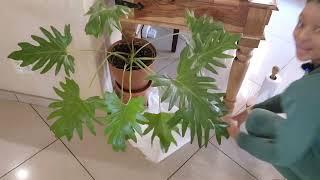 Houseplants Chores - Watering | Checking For Pests | Cutting Off Dead Leaves