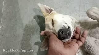 street dog suddenly play with me / Rockfort puppies