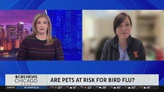 Protecting your pets from bird flu