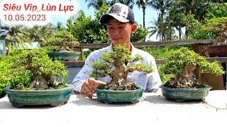 Siêu Vip Lùn Lực.Mai Chiếu Thủy Đa Dạng Vườn BonSai Hoàng Tấn Chợ Lách Bến Tre (Lh 0975282803)