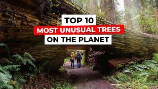 TOP 10 Most Unusual Trees On The Planet