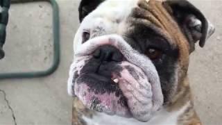 Reuben the Bulldog: Friends, Not Food