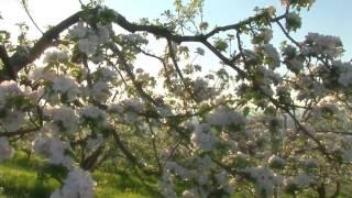 ВИА "Пламя" - Белые крылья