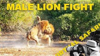 Lions Clash in Explosive Territorial Fight | Virtual Safari #276