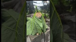 Si oyen berteduh lucu #oyen #kucing #cat #shortvideo #trending #short