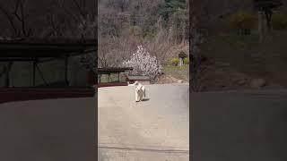 #시골강아지 #시고르자브종 #시골생활 #강아지성장일기 #똥개