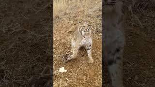 Obrovský Bobcat #ALsOutdoors #trapping #westvirginia