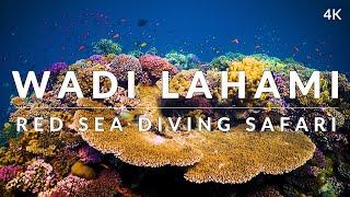 This is Wadi Lahami, Fury Shoals (4k) - Red Sea Diving Safari