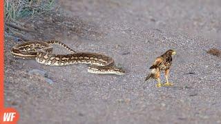 Look What Happened When This Snake Attacked Hawk