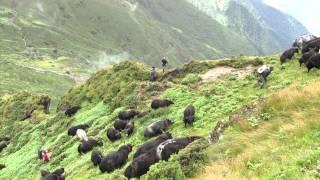 108 Yaks - A journey of love and freedom