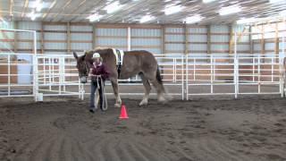 LTR Training Tips: Communication and Equines