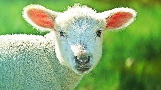  Beautiful Lambs in Spring with Relaxing Music  | 4K | Cute Baby Sheep | Soothing Video for Stress