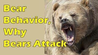 Bear Safety Part 1: Bear Behavior & Why Bears Attack