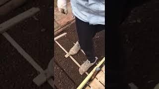 Посадка свеклы.