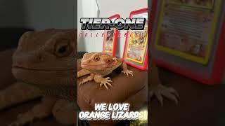 At Tier One Collectables, we love orange liZARDs #charizard #charizards #beardeddragon #pokemon