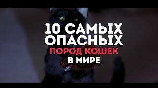 ТОП 10 самых опасных пород кошек в мире