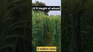 Game Changing Wheat Varieties Revealed #sorts #viralvideo #trending #sustainablefarming