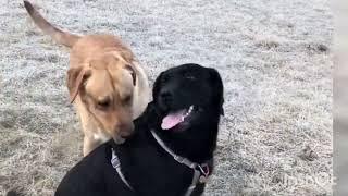 This dog is obsessed with Friend | Dog's meetup | Dog's life #dog #doglover #obsessed #dogshorts