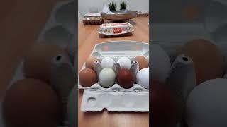 Chicken egg #hühner #dorf #hühnerhalten #küken #subscribe #hühnerrassen