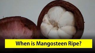 When is Mangosteen Ripe? The Ultimate Guide to Identifying Perfectly Ripe Mangosteens