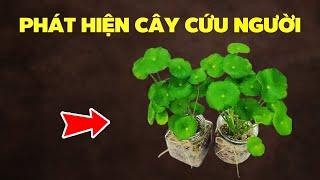 Các Nhà Khoa Học Mới Phát Hiện Loài Lá Cây Tăng Sức Đề Kháng Cho Con Người Vượt Qua Thế kỷ Này |HYT3