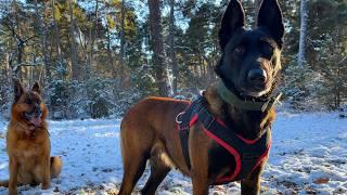 Walking through the winter forest with dogs 4K video