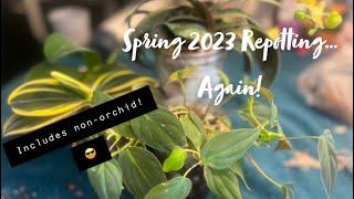 Spring 2023 Plant Chores?… More repotting!