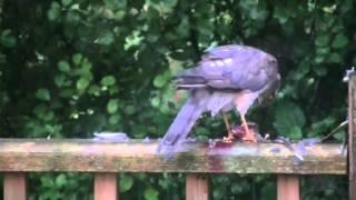 Sparrow Hawk