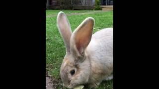 Giant continental rabbit eating apple