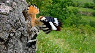 Nesting birds – Eurasian hoopoe (Upupa epops)