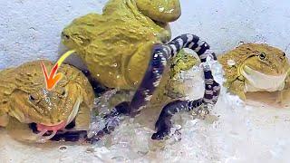 Wow!! Asian Bullfrog With Big Poisonous Water Snake