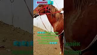  Жеребец | horse | КОНЬ | АЙҒЫР | МАЛ БАЗАР | MALBAZAR | TARAZ MAL BAZARKZ 