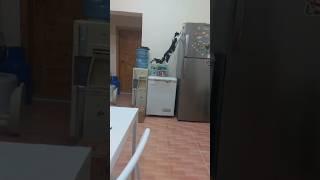 Curious Oreo Investigates The Fridge  #cat #pets #catshorts #catvideos #kitten #cuteanimal