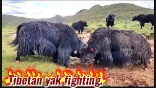 Tibetan yak fighting.