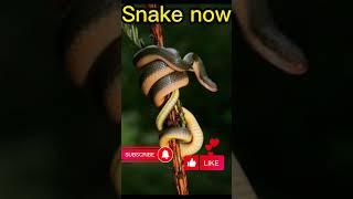 Snake now and 5000 bce Snake #shorts #animals #evolution #snakes