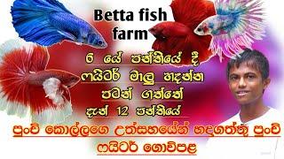 Betta fish farm sri lanka | Fish farm | SL ANUSH | BETTA FISH | fighters fish