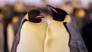 Best Antarctic Animal Moments | Top 5 | BBC Earth