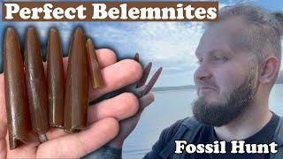 Belemnites personal record broken! Fossil Hunting